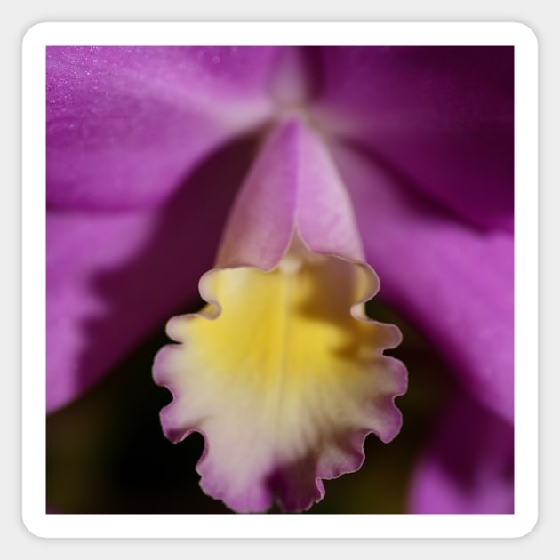 Purple & Lemon Orchid Sticker by Carole-Anne